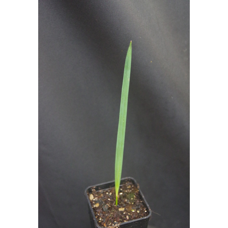 Sabal sp. "Tamaulipas"