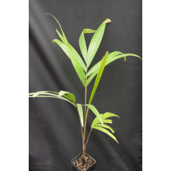 Veitchia joannis - Joannis-Palme