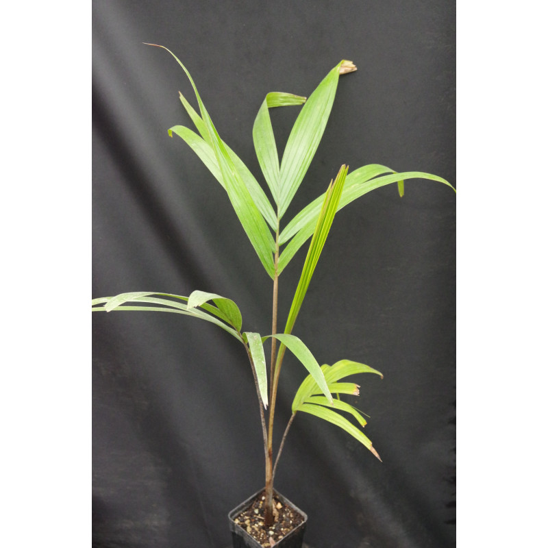 Veitchia joannis - Joannis-Palme