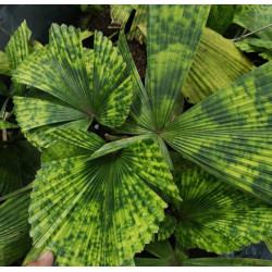 Licuala sp. "Kalimantan mottled"