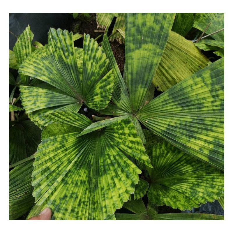 Licuala sp. new "Kalimantan mottled"