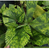 Licuala sp. new "Kalimantan mottled"