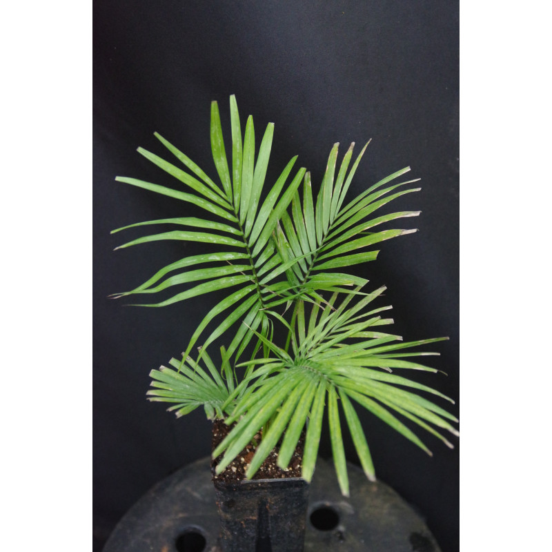 Rhopaloblaste singaporensis