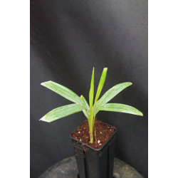 Brassiophoenix schumannii