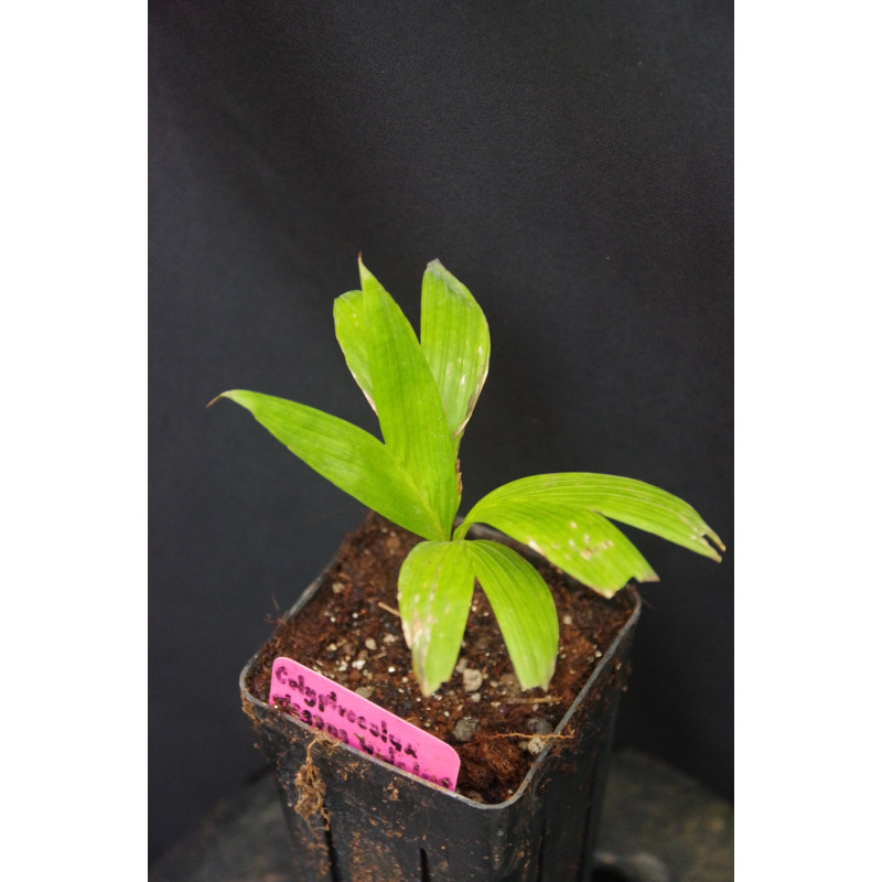 Calyptrocalyx elegans "wide leaf"