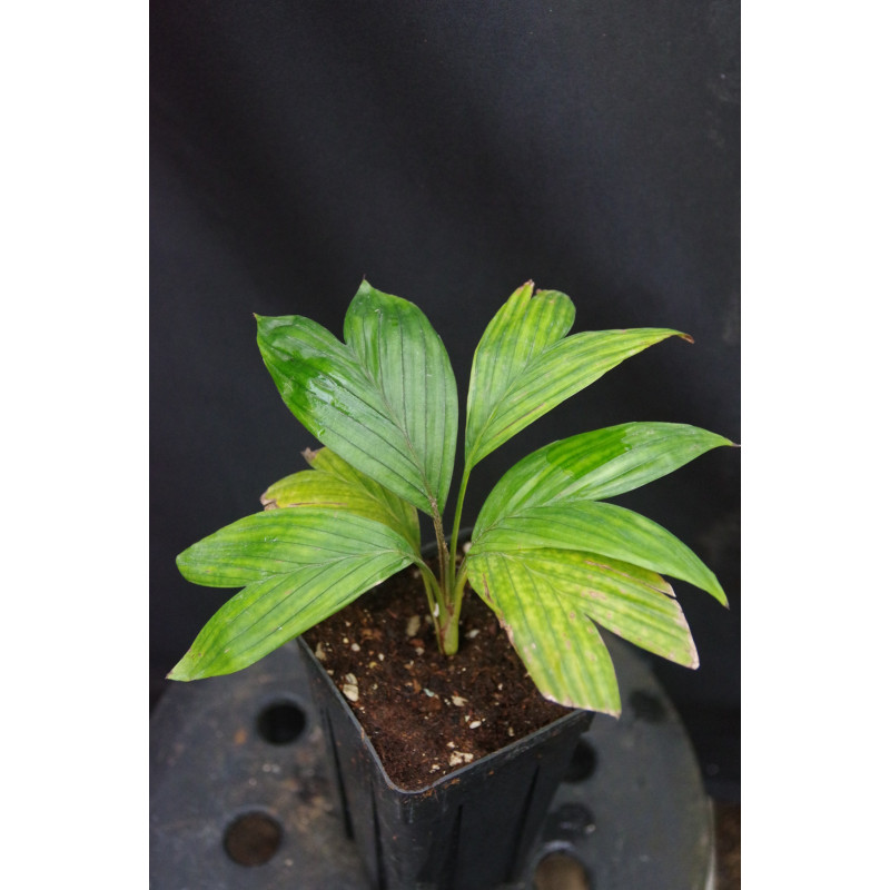 Calyptrocalyx forbesii