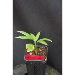 Calyptrocalyx pachystachys