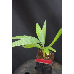 Calyptrocalyx pauciflorus