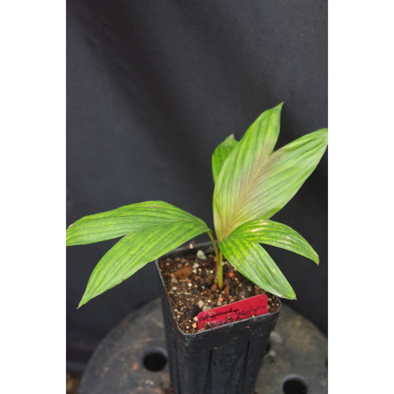 Calyptrocalyx polyphyllus