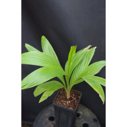 Calyptrocalyx polyphyllus