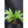 Calyptrocalyx polyphyllus
