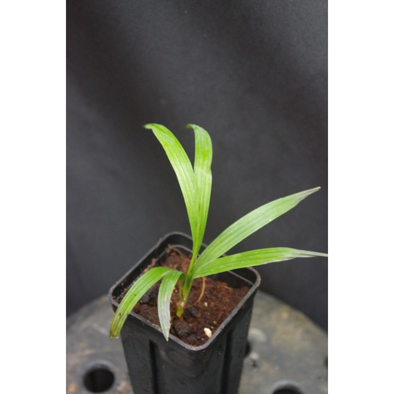 Calyptrocalyx yamutumene