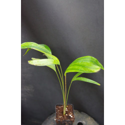 Carpentaria acuminata - Carpentaria-Palme