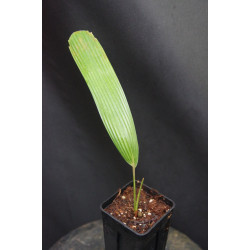 Licuala sp. "Kalimantan mottled"