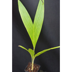 Neoveitchia storckii - Vilaito Palme