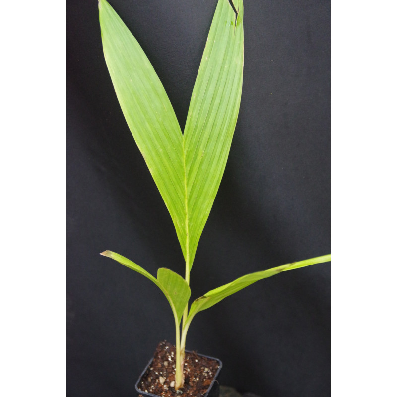 Neoveitchia storckii - Vilaito Palm