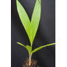 Neoveitchia storckii - Vilaito Palm