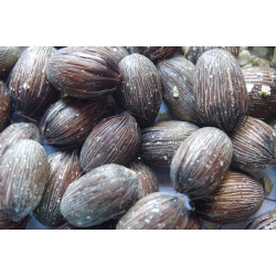 Oenocarpus bataua var. bataua - Batauá-Palme