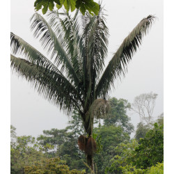 Oenocarpus bataua var. bataua - Batauá-Palme