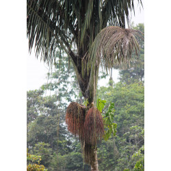 Oenocarpus bataua var. bataua - Batauá-Palme