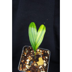 Bactris major var. infesta "Variegata"