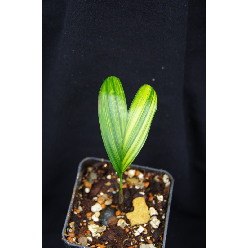 Bactris major var. infesta "Variegata"