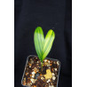 Bactris major var. infesta "Variegata"