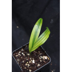 Bactris major var. infesta "Variegata"