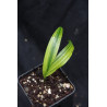 Bactris major var. infesta "Variegata"