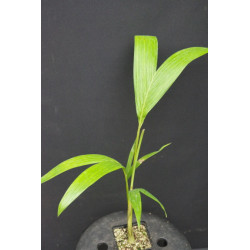 Archontophoenix cunninghamiana "Illawarra"