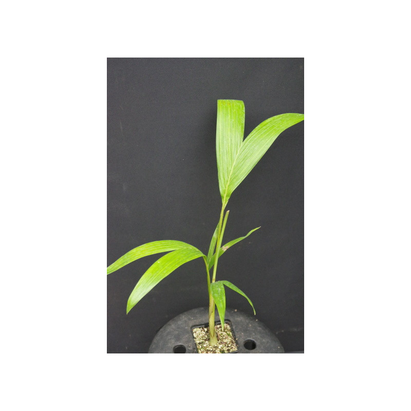 Archontophoenix cunninghamiana "Illawarra"