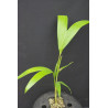 Archontophoenix cunninghamiana "Illawarra"