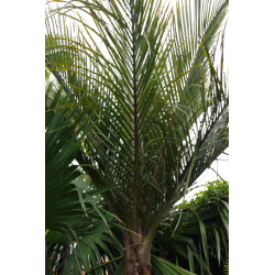 Rhopalostylis sapida