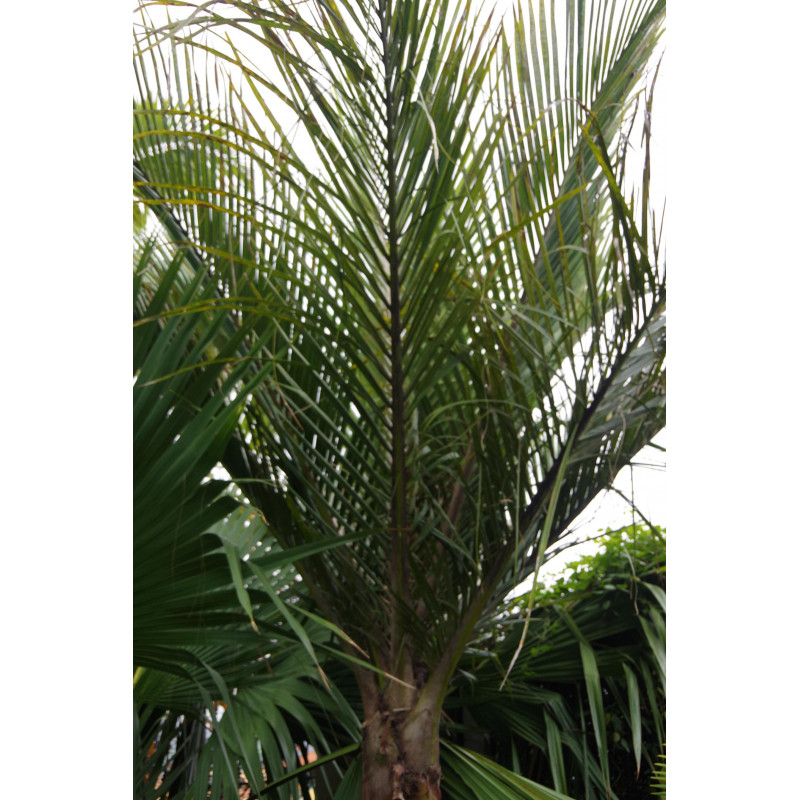 Rhopalostylis sapida