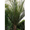 Rhopalostylis sapida