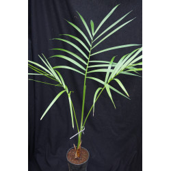 Gaussia maya (syn. Opsiandra m.) - Maya-Palme