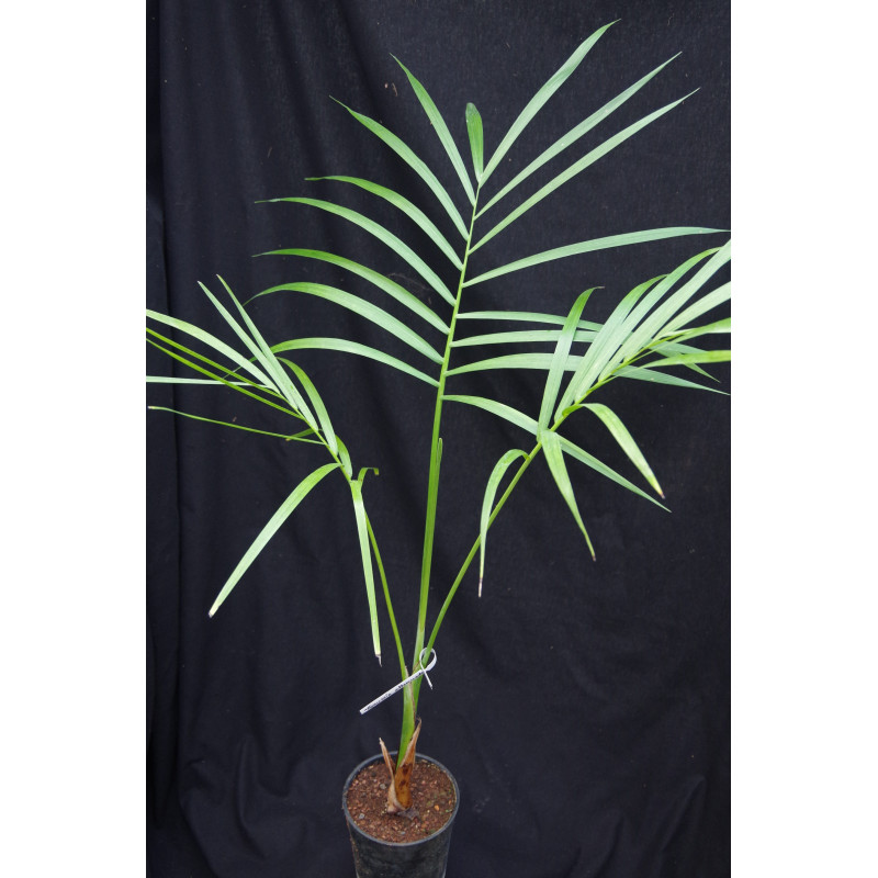 Gaussia maya (syn. Opsiandra m.) - Maya-Palme