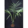 Gaussia maya (syn. Opsiandra m.) - Maya-Palme