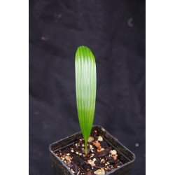Licuala sp. new "Narrow Leaf Kalimantan"