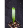 Licuala sp. new "Narrow Leaf Kalimantan"