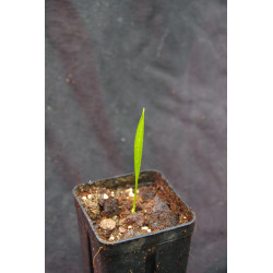 Butyagrus nabonnandii 'Litoralis' - Mule-Palme