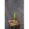 Butyagrus nabonnandii 'Litoralis' - Mule-Palme