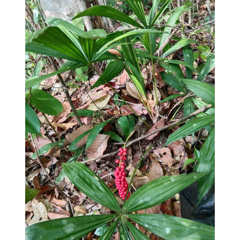 Licuala sp. new "Broad Leaf Kalimantan "
