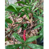 Licuala sp. new "Broad Leaf Kalimantan "