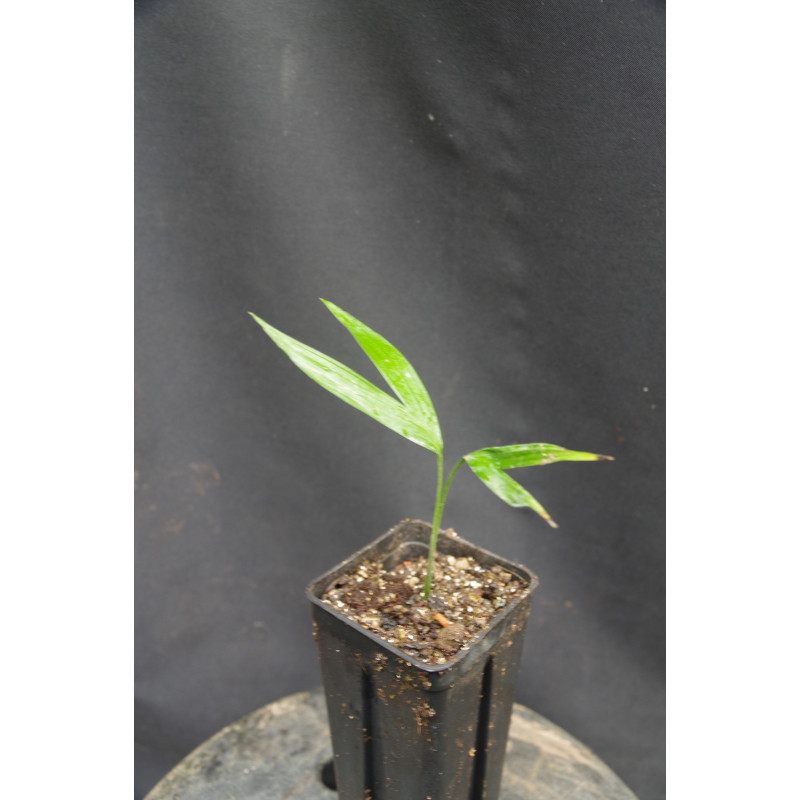 Chamaedorea oblongata