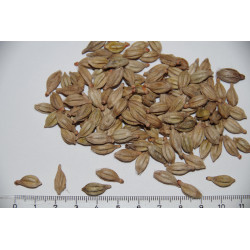 Ptychosperma waitianum