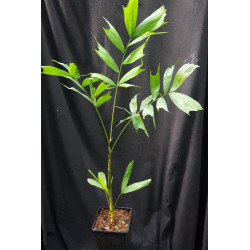 Ptychosperma waitianum
