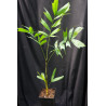 Ptychosperma waitianum
