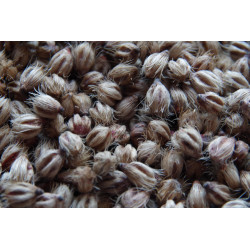 Ptychosperma sp. "Black Fruit"