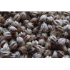Ptychosperma sp. "Black Fruit"